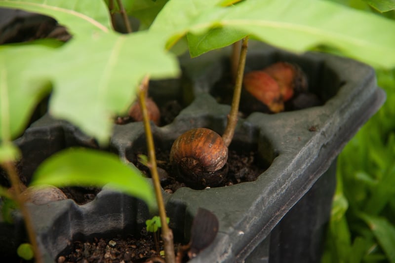 Reforestation Projects