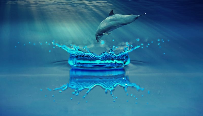 Dolphin in the ocean